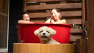 ホテル埼玉那須温泉　ホテルフォレストヒルズ那須　with　DOGSホテル埼玉